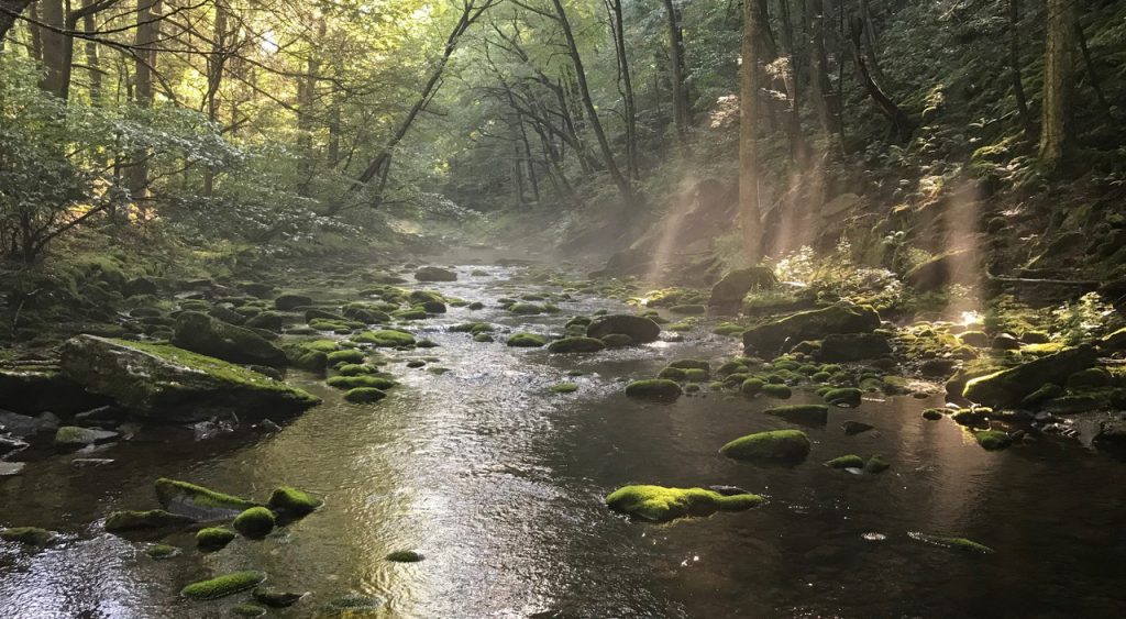 Woodland stream in the Catskill Mountains