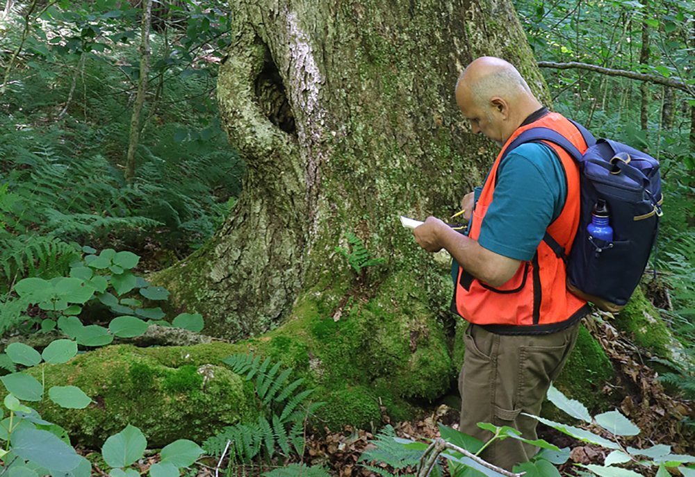 Researcher taking notes next to old growth tree